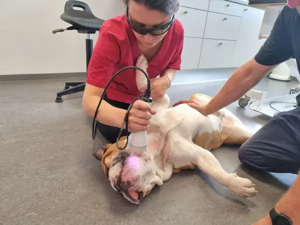 Dyrlæge udfører laserbehandling på hund hos Dyrehospitalet Gråsten og Sønderborg – smertebehandling og lasertherapi for hund