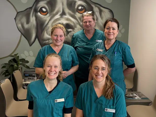 Personalegruppe hos Dyrehospitalet Gråsten og Sønderborg – erfarne dyrlæger og dyreplejere klar til at hjælpe din hund og kat
