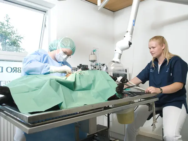 Dyrlæge udfører operation på hund under fuld bedøvelse med overvågning på Aabybro Dyrehospital