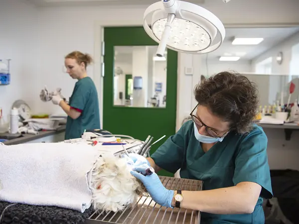 Tandbehandling af hund hos Dyrehospitalet i Sønderborg og Gråsten – dyrlæge tandrensning