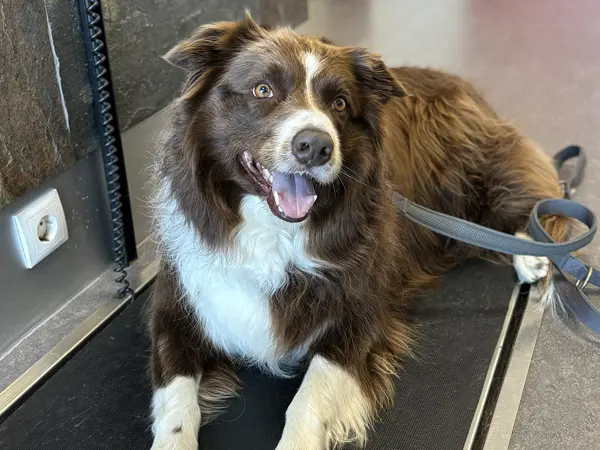 Hund vejes på vægten hos Dyrehospitalet Gråsten og Sønderborg – sundhedstjek og vejning for hund