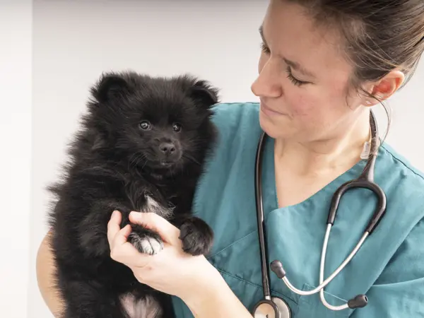 Dyrlæge hos Dyrehospitalet Gråsten og Sønderborg holder sort hvalp – tryg konsultation for hvalp og hund
